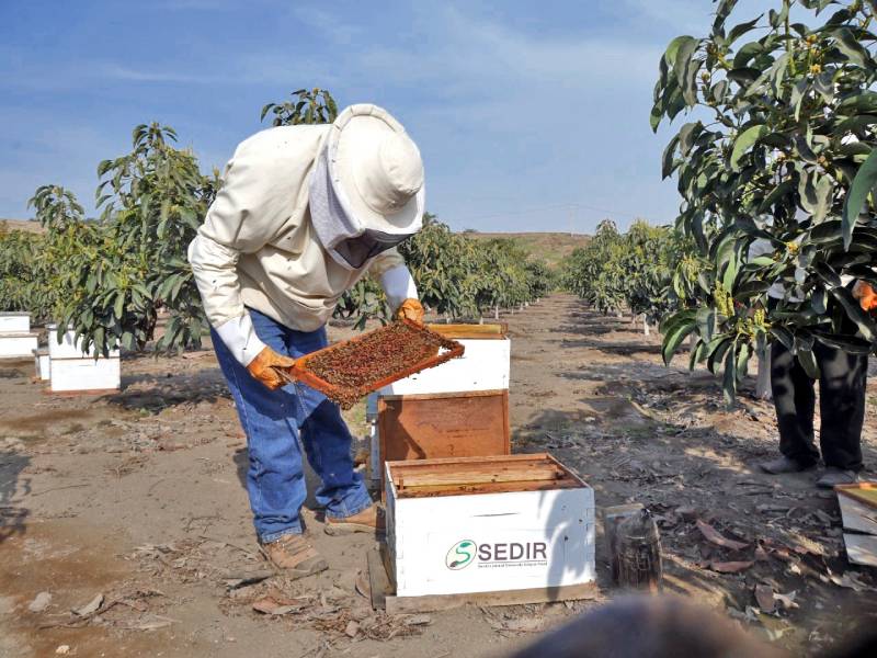 Productores del valle de Nepeña incrementan la crianza de abejas 