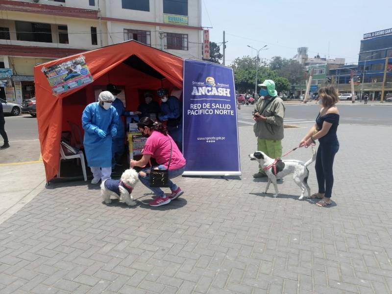 Chimbote: Red de Salud Pacífico Norte vacuna a 16 000 canes contra la rabia 