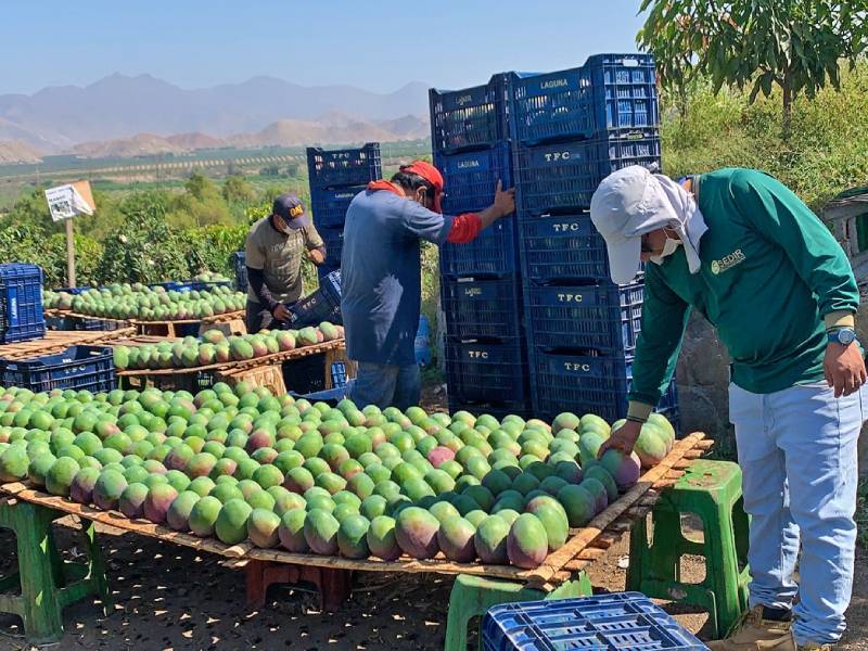 Áncash es la segunda región exportadora de mango de todo el Perú 