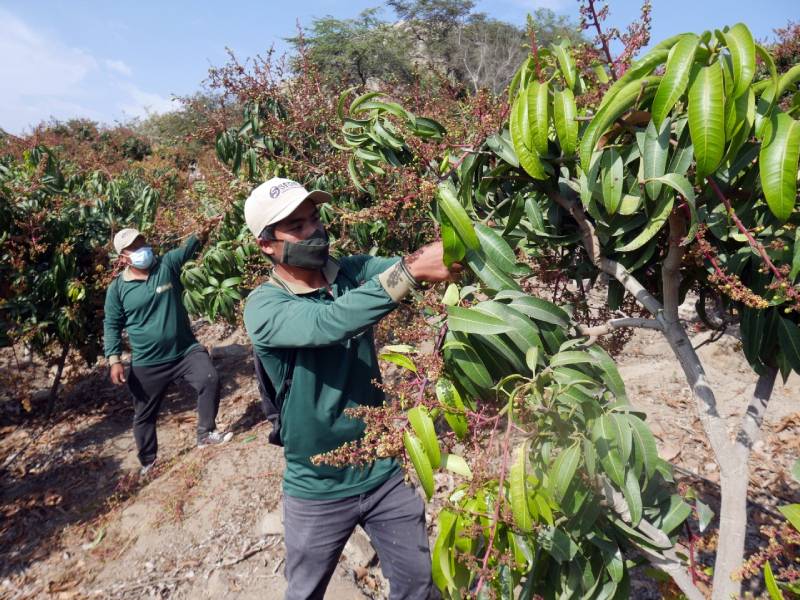 Moro: Productores de mango retrasan producción para obtener mejor precios