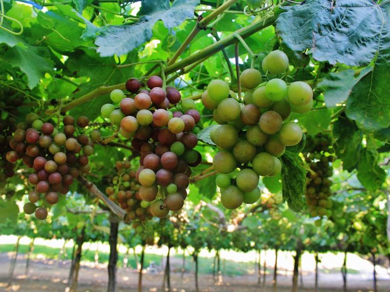 Áncash: Campaña de exportación de uva arranca de forma favorable 
