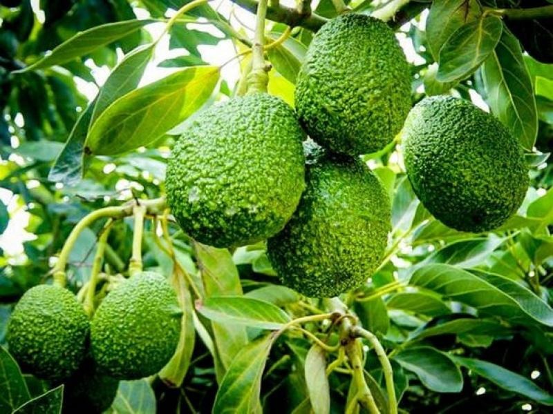 Valle Nepeña: Palto y mango fueron los productos más cultivados en 2021