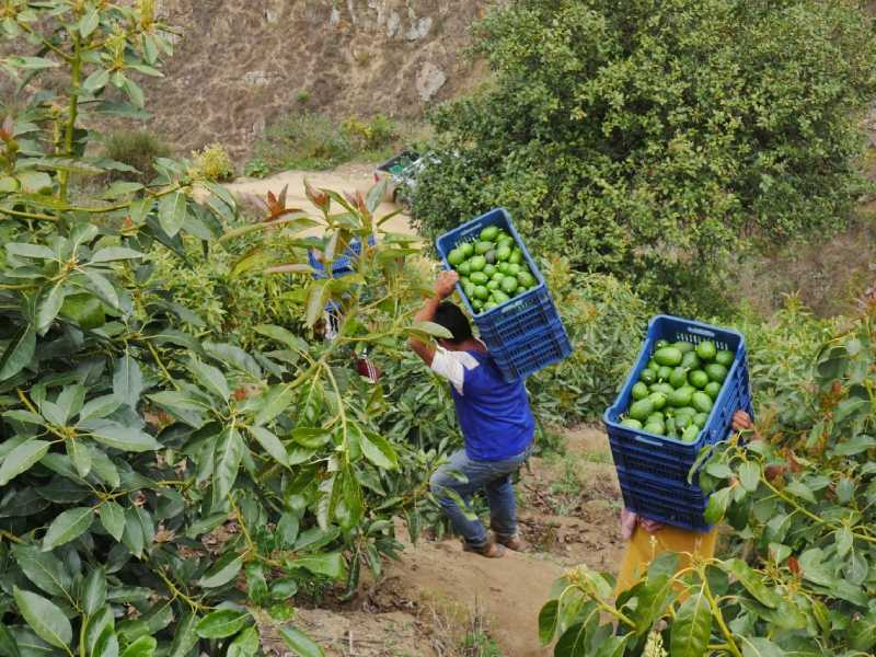 Áncash: Primera región productora de palta orgánica en Perú