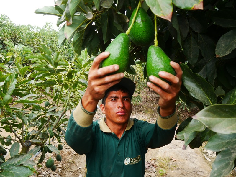 Áncash: Moro perderá la mitad de producción de palta y mango por sequía