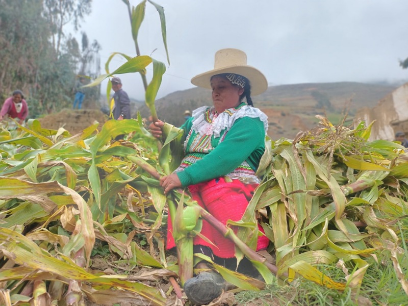 Áncash: Agricultores cosechan semilla de maíz choclo para lograr calidad