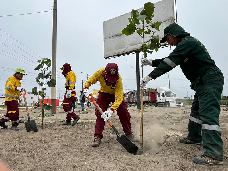 MPS siembra más de 100 plantas en la avenida Meiggs