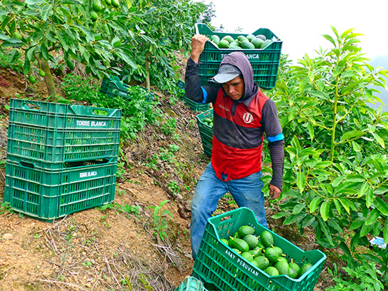 Casma: agricultores y Senasa acuerdan trabajo articulado en beneficio de la sanidad agraria