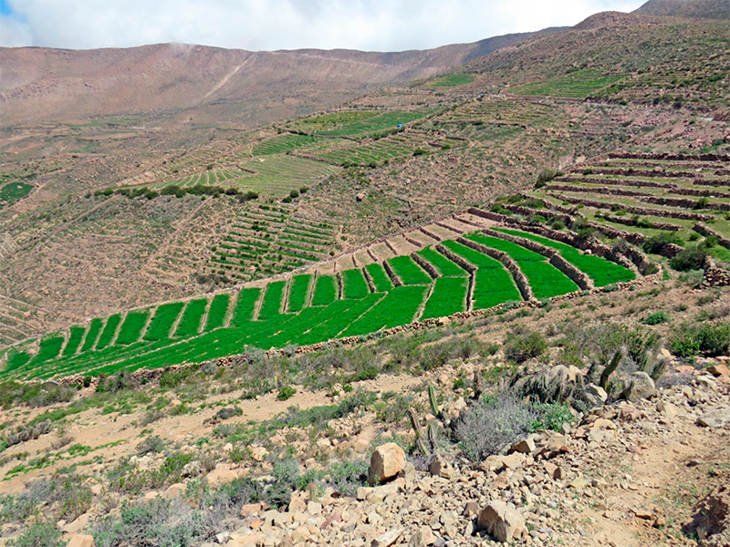 Midagri busca recuperar 120 mil hectáreas de andenes en el país