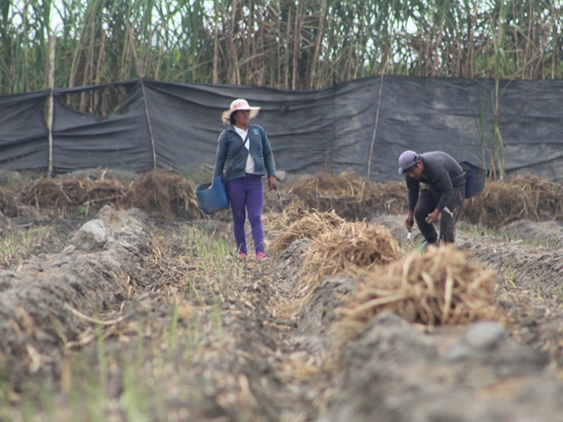 Anuncian financiamiento de capital para 230 000 pequeños agricultores