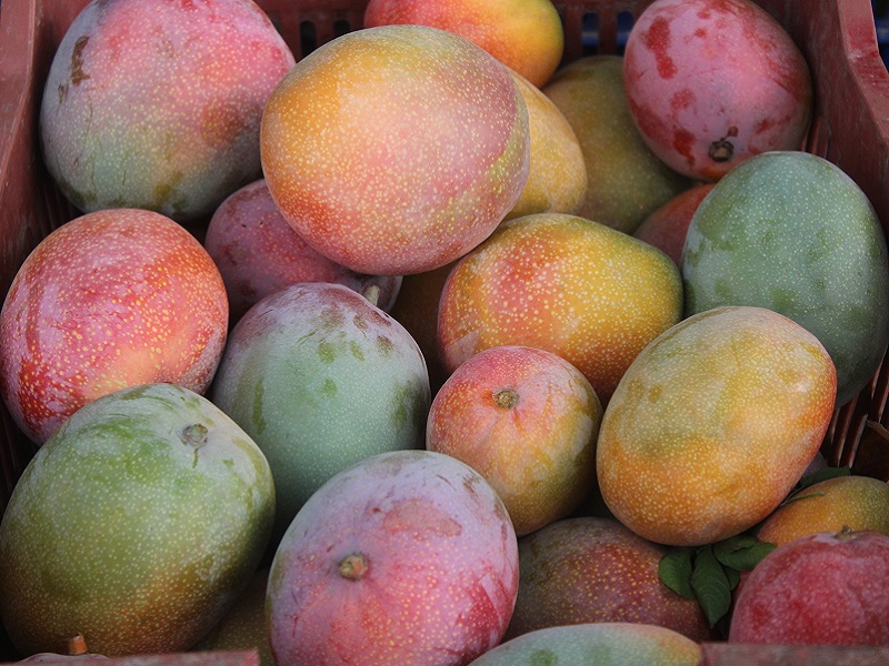 Productores casmeños de mango afrontan dura crisis