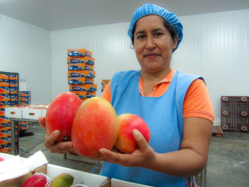 Desmienten que coronavirus afecte exportación de mango casmeño a China