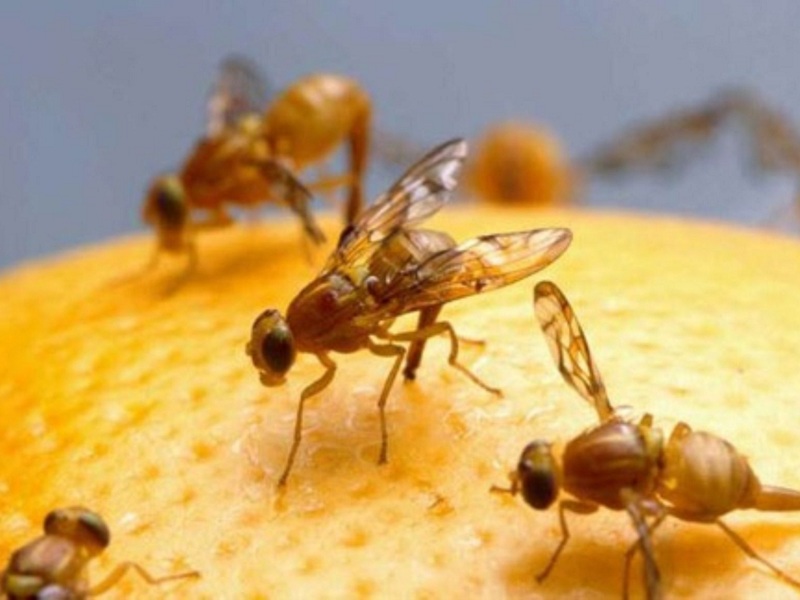 Población de la mosca de la fruta disminuye en Casma