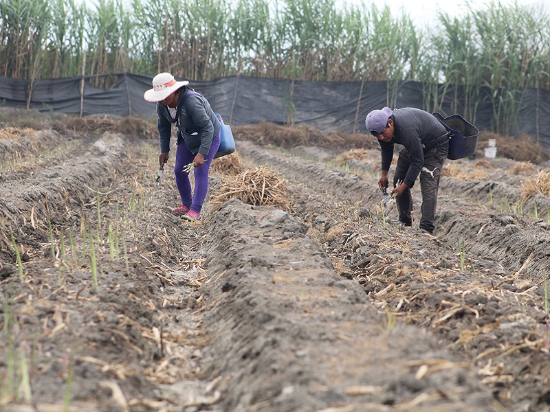 Perú y FIDA firman acuerdo de financiamiento para proyecto Avanzar Rural