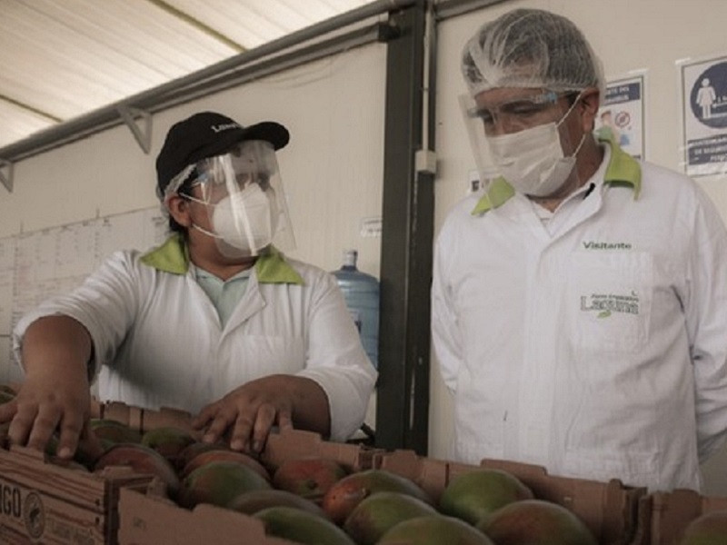 Áncash: Inician campaña de exportación de mango