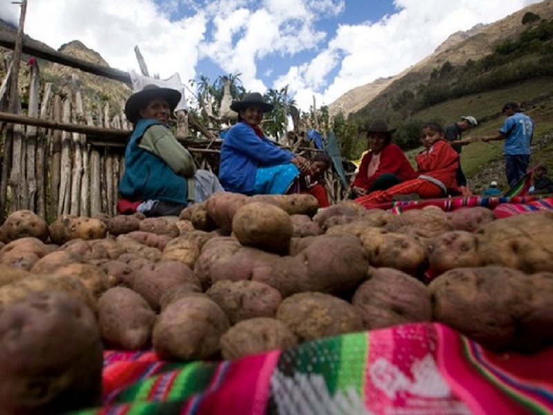 Áncash: Pequeños agricultores venderán papas nativas a fábricas de snacks