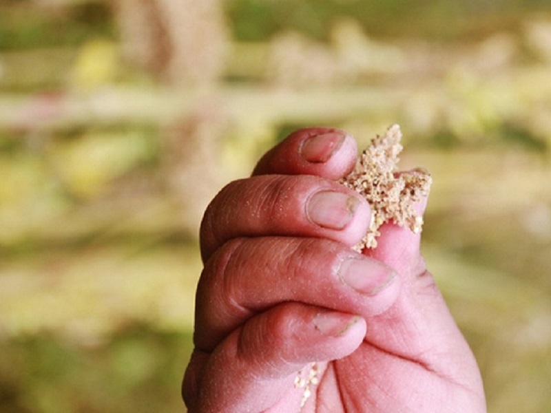 Perú: primer productor y exportador mundial de quinua