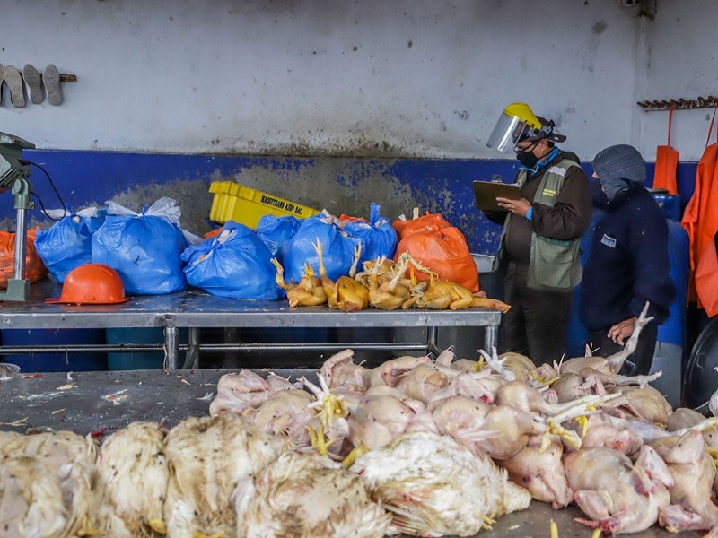 Chimbote: Clausuran camal de pollos clandestino y cochino