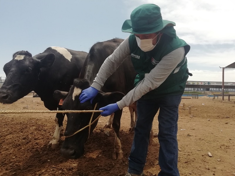 Realizan acciones sanitarias para atender ganadería en sierra de Áncash