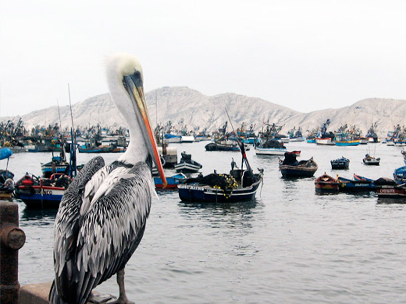 "El Pelicano,  guardian de la bahía  de Chimbote"